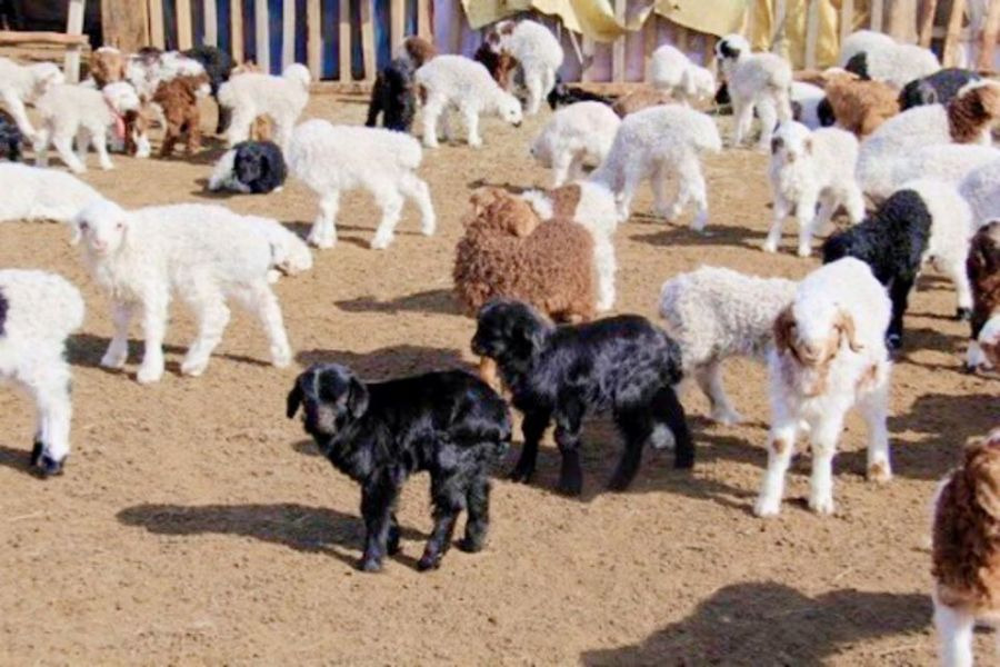  УЛСЫН ХЭМЖЭЭНД 4.2 САЯ МАЛ ТӨЛЛӨЖ, БОЙЖИЛТ 98.2 ХУВЬТАЙ БАЙНА